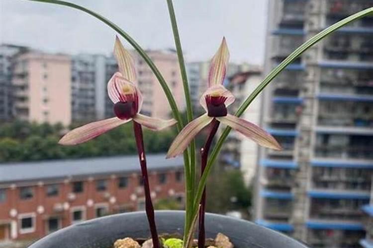 兰花叶面肥多长时间能吸收