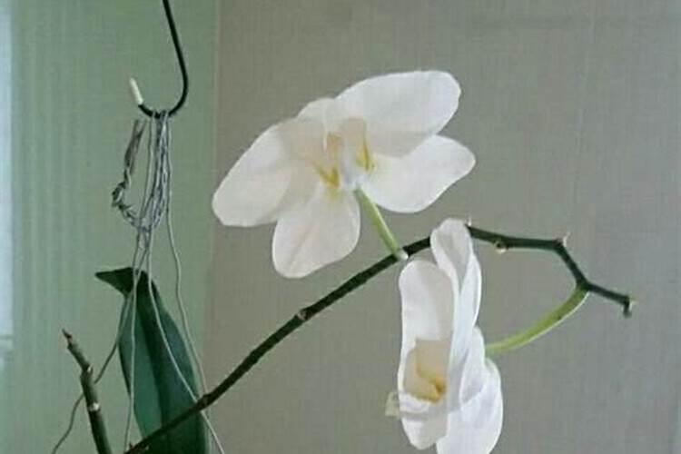 蝴蝶兰的花苞可以喷磷酸二氢钾吗？蝴蝶兰有花蕾可以喷磷酸二氢钾吗