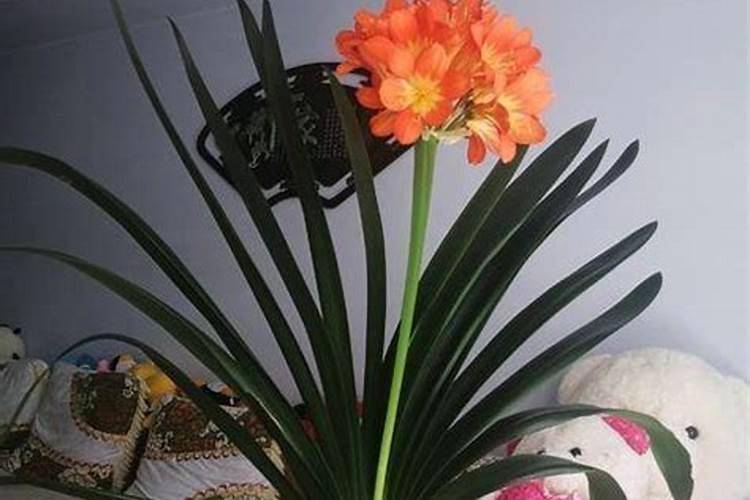 佰花艳君子兰专用肥用在其它花卉上可以吗？