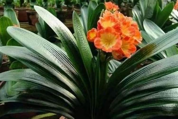 君子兰育花灵能给其它花用吗