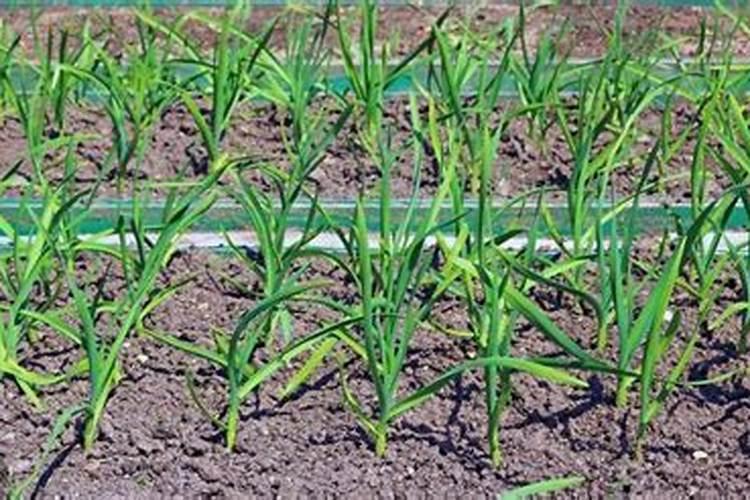 大蒜幼苗期追肥灌水技术要点