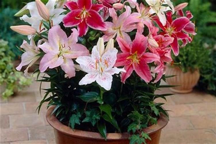 香水百合怎么施肥