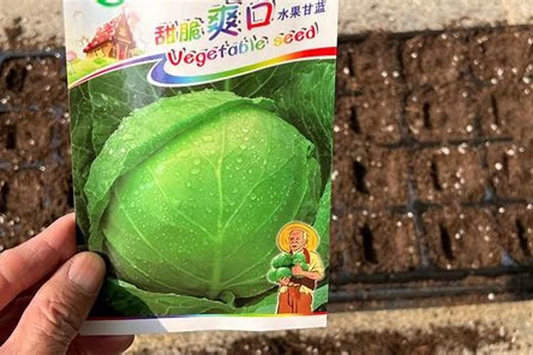 育的花菜白菜包菜苗出土后多少天可打点叶面肥？