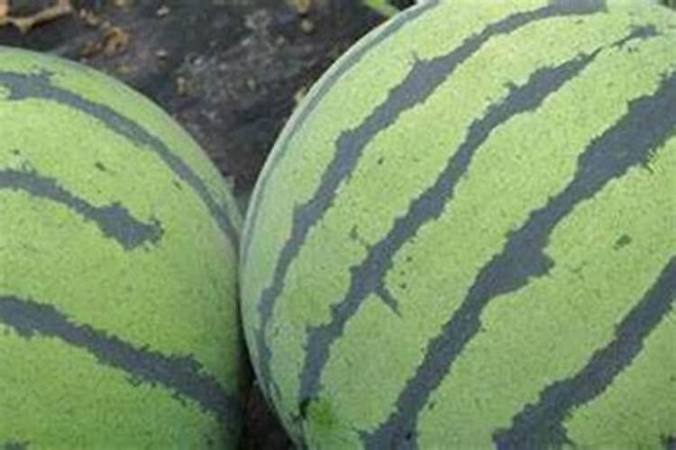 西瓜出现皮厚的情况是出于什么原因