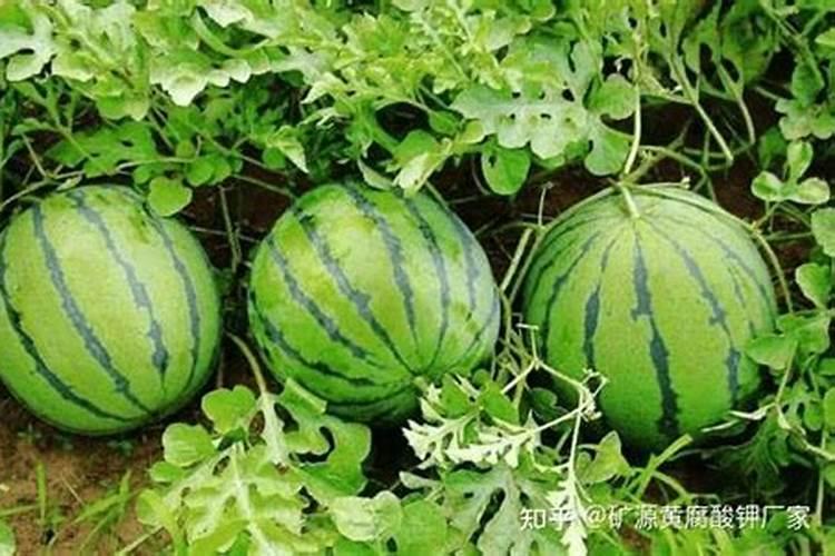 西瓜膨果肥哪种好？西瓜膨果肥什么时候冲？