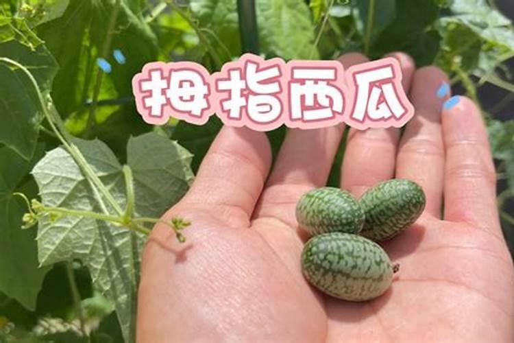 拇指西瓜种植有什么诀窍能加速生长