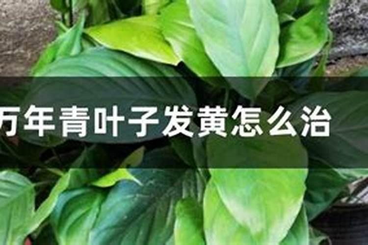 怎样让叶子变绿