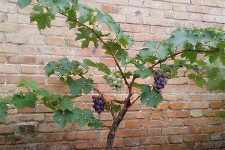 盆栽葡萄树怎样用氮磷钾