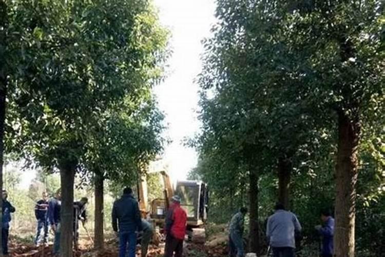 香樟树栽植好后要怎样施肥