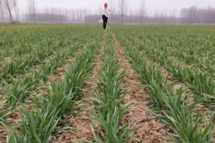 青菜浇尿素比例多少合适