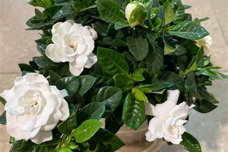 养护栀子花的秘诀