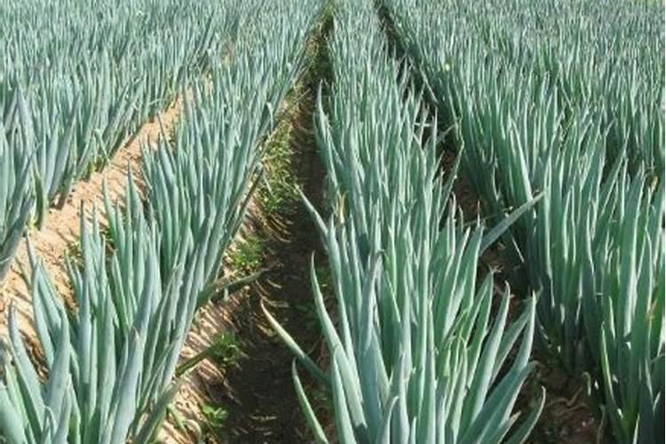 平衡施肥大葱高产