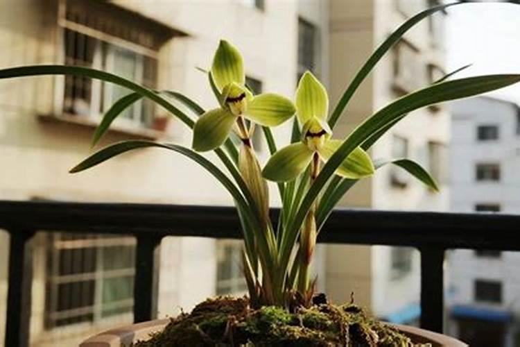 兰花怎么用颗粒状氮肥施用肥料？