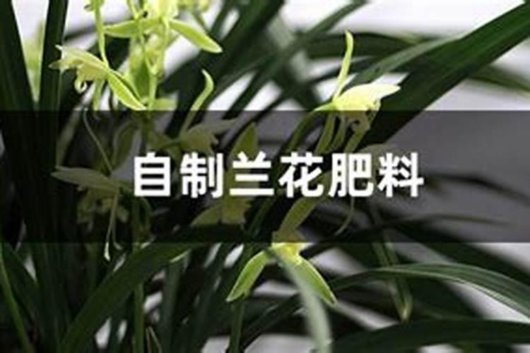 兰花用什么肥可以多开花,自制兰花肥料方法
