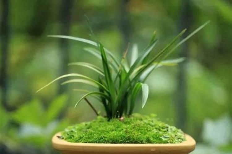 用青苔种兰花怎么施肥