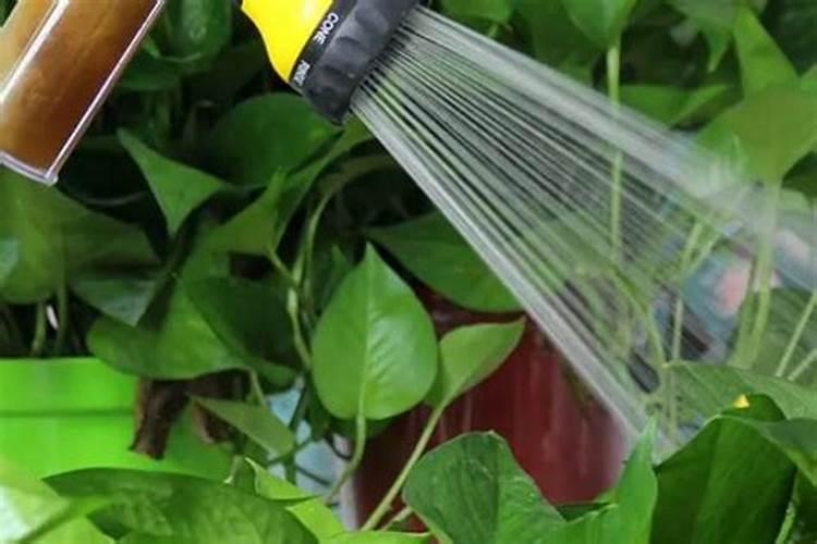 速效复合肥可以兑水浇花吗,怎么用