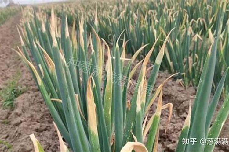 ‘大葱叶发黄病怎么防至