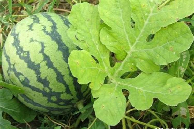 西瓜偏施氮 造成瓜不甜