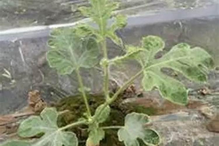 西瓜苗期养根肥对瓜苗茁壮成长的影响