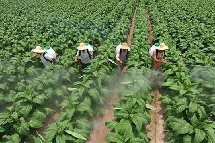 烟叶用什么杀菌剂好？