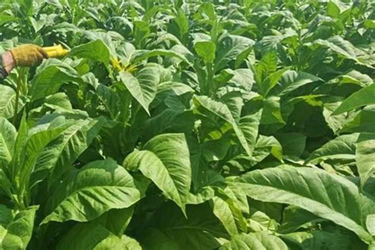 烤烟打顶后用什么农药烟叶才不会生病