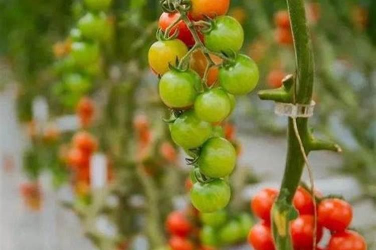 钾肥膨果快还是氮肥膨果快一些？