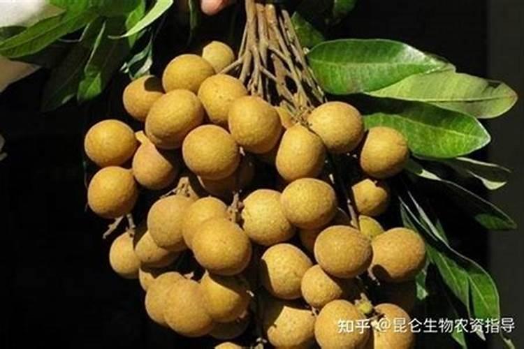 龙眼怎么施肥果实能够实现快速膨大？龙眼保花保果用什么肥好？龙眼膨果...