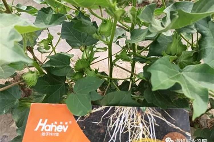 市场很乱!水溶肥知识你必须要看!