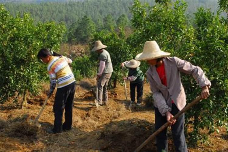 果树冲施肥如何正确使用