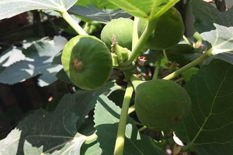 无花果长果期间需要施肥吗？