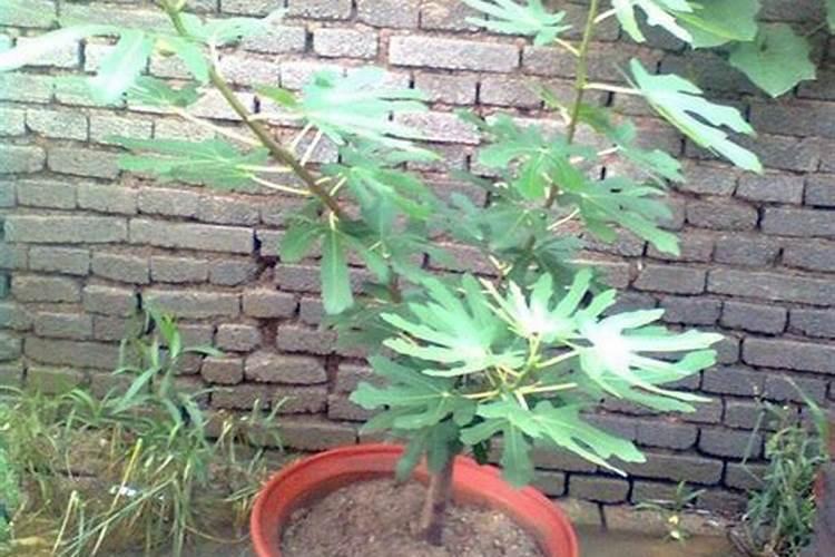 无花果树长出果后,什么时侯用上肥呢