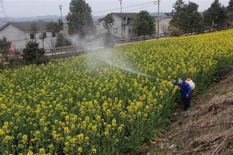 油菜开花喷施什么肥和药