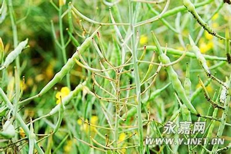 油菜被花粉受精过后,要怎么才能结出果实？