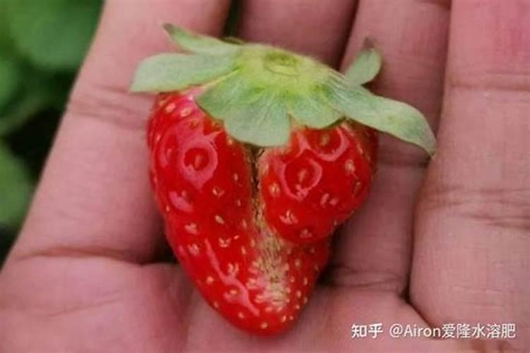 肥水施用不当易引发草莓果畸形
