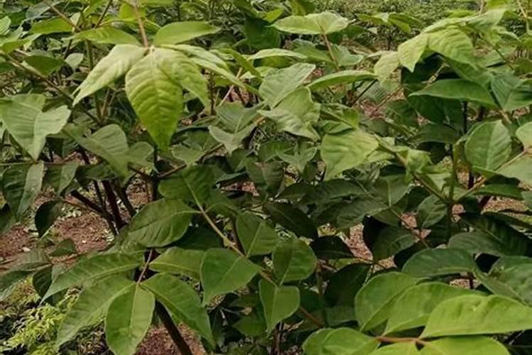 果树叶面肥可以灌施果树吗？