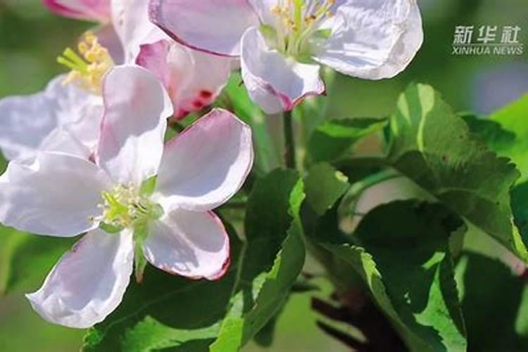 盛花期的苹果树能不能喷芸苔素？