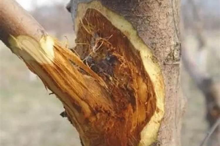 苹果树快速增粗方法