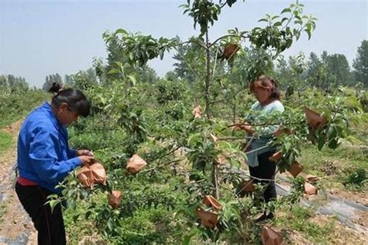 现在苹果树应怎样打药,
