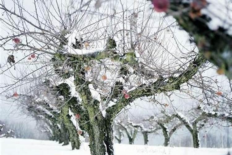 苹果树防寒用什么药剂效果好