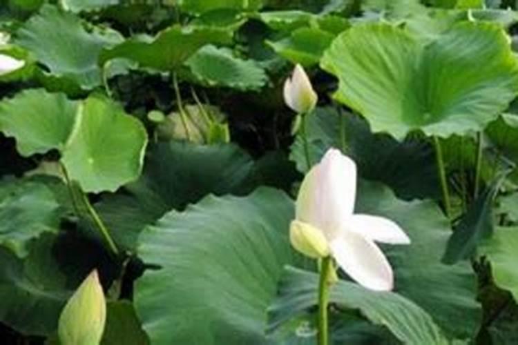 莲藕施肥方法和施几次肥