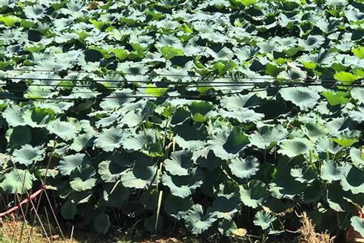 莲藕不施肥会影响产量吗