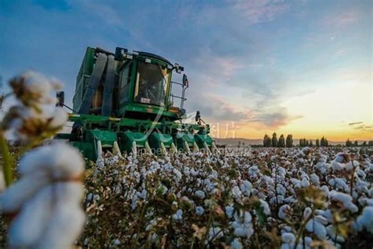 新疆棉田为什么钾肥用量少呢？