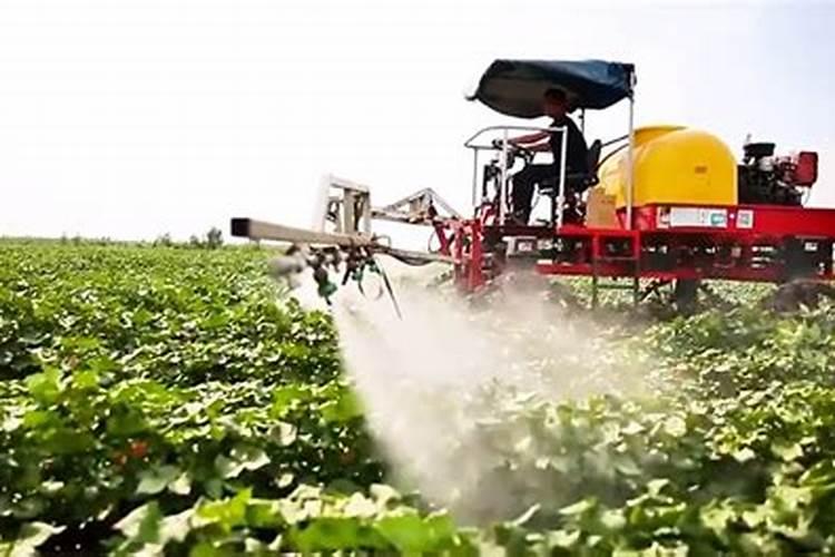 八月棉田喷施钾肥正当时