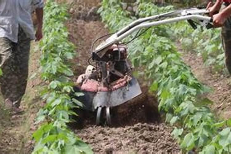 注意吸取棉花施肥不当的教训