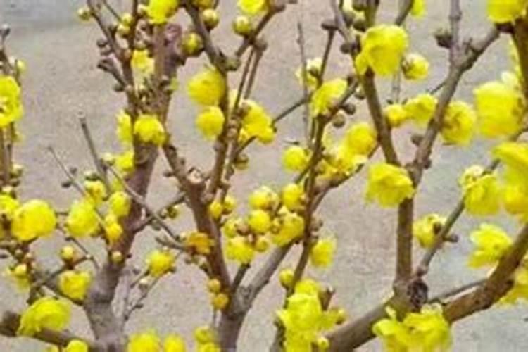 腊梅能不能施硼肥水？