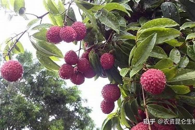 荔枝怎样让果实快速膨大？荔枝增大增甜防裂用金泰靓叶面肥喷施百度知 ...