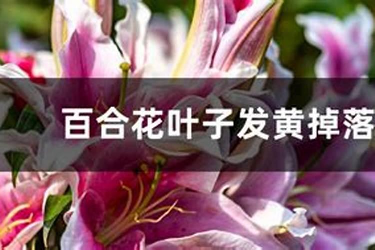 百合花叶子从下面开始发黄枯萎是什么原因