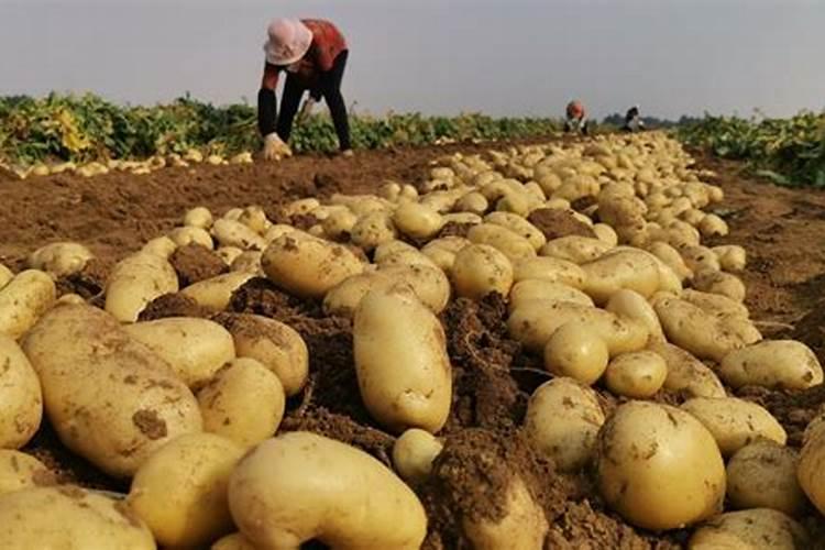 种植土豆土豆每亩的纯利润是多少