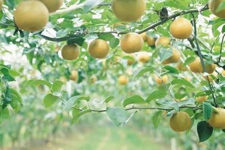 梨树全年施肥时间表:从基肥到采摘,70%的人做错