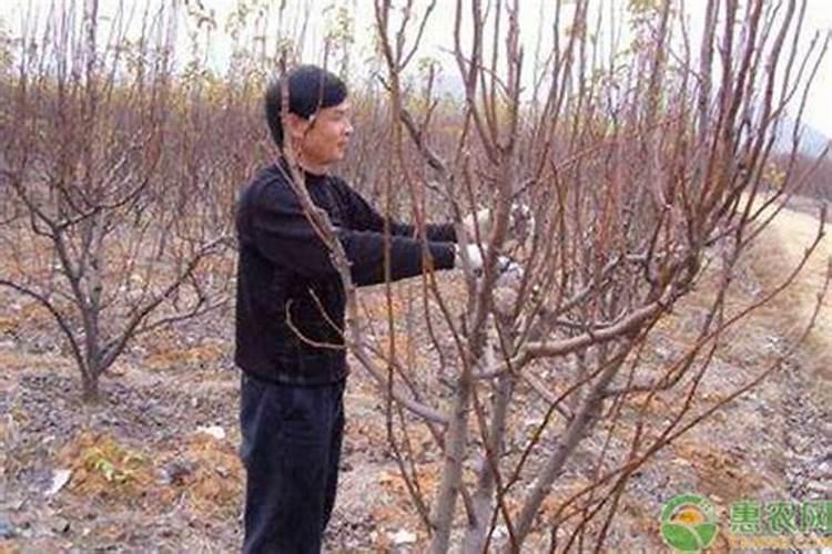 梨树什么时候施肥料最好